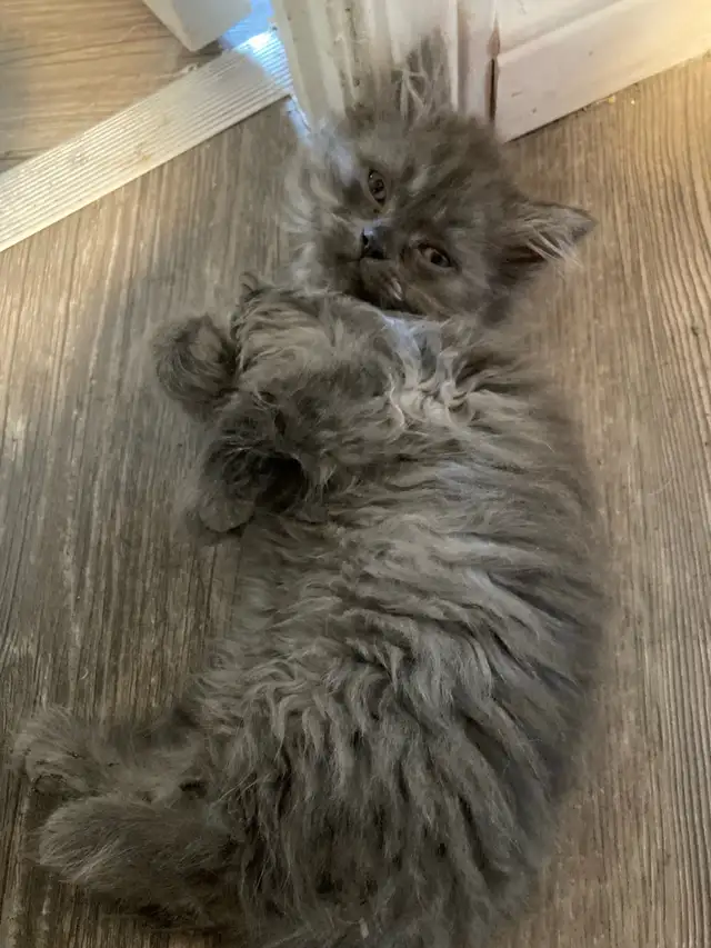 Adorables chatons Persans/Nebelung in Cats & Kittens for Rehoming in Québec City - Image 8
