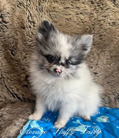1 beau chiot pomeranien disponible ! ****A Granby **** 1 mâle Mâle bleu merle - disponible (photo 1-...