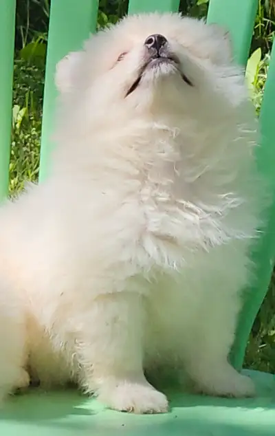 Beautiful Pomeranians looking for Loving Homes, View more