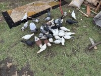 Pigeons for sale $10 each with the baby pigeons no less then $10