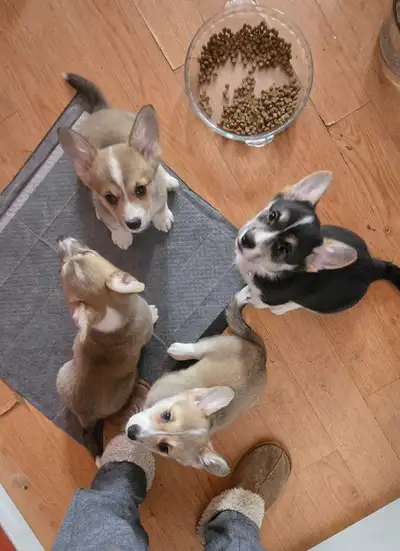 Welsh Pembroke corgi pups , View more