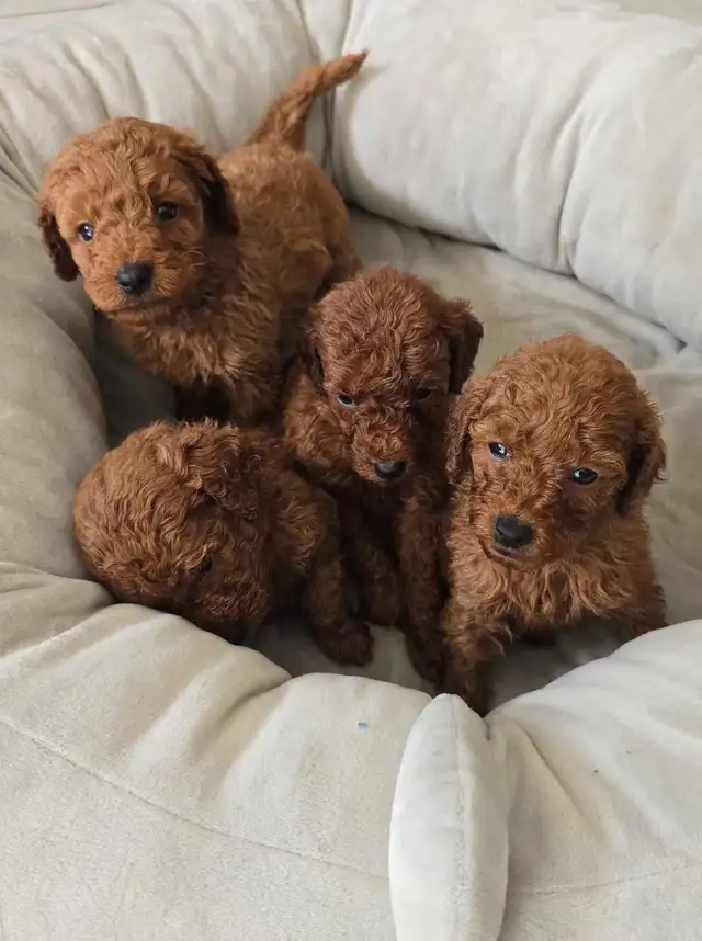 Dark Red Miniature Poodles in Dogs & Puppies for Rehoming in City of Toronto - Image 4