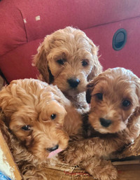 Mini cockapoo puppies ready to go /chiot