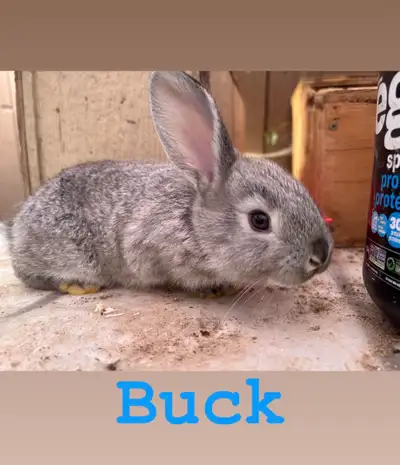 Flemish Giant Rabbits for sale Dad is 3/4 Flemish Giant 1/4 New Zealand Mom is 100% Flemish her Gran...
