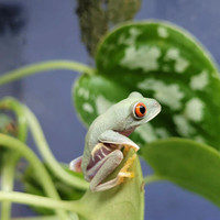 Cb juvenile red eye tree frogs 