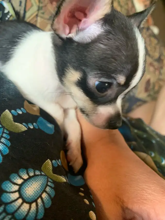 PUREBRED CHIHUAHUA all sold!!! Thanks to all!!! in Dogs & Puppies for Rehoming in Sarnia - Image 3