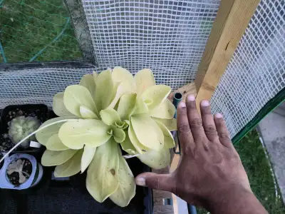 Pinguicula Gigantea Butterwort, View more