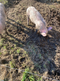 Fresh farm pork for sale