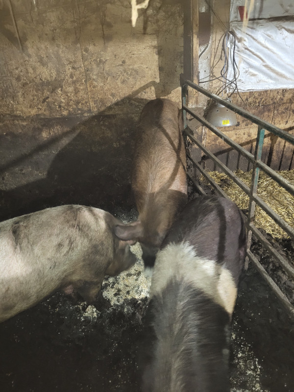 Breeding Boars FOR SALE in Livestock in Renfrew - Image 4