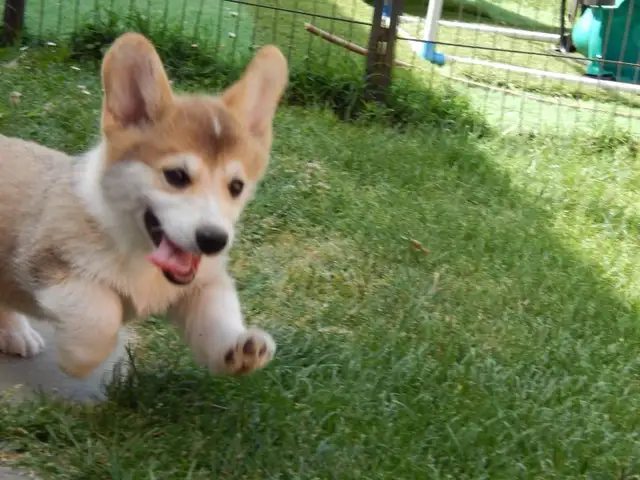 show dog rehome in Dogs & Puppies for Rehoming in Markham / York Region - Image 5