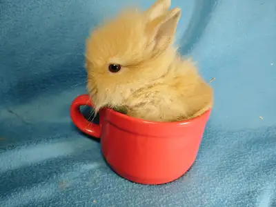 Attention: Please read the ad carefully. If the ad is up, bunnies ARE AVAILABLE. Next delivery to Ot...