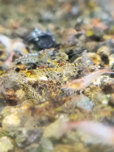 Wild Type Neocaridina Shrimp, View more