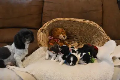 Shihtzu Poodle Puppies, View more