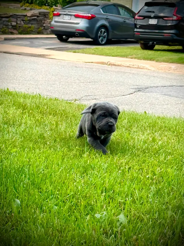 Cane Corso in Dogs & Puppies for Rehoming in City of Montréal - Image 14