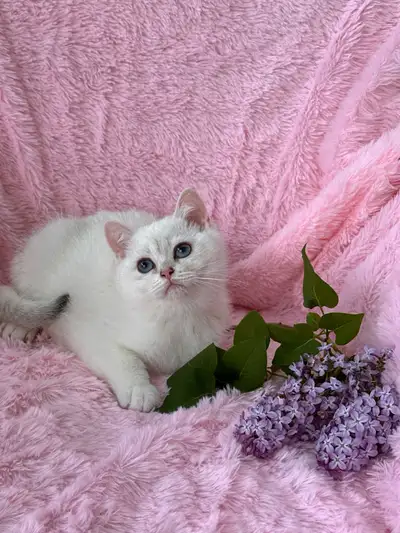 Welcome to Fancy Paws Cattery! We deliver happiness! *** BEWARE OF SCAMMERS AND IMPERSONATORS! PLEAS...