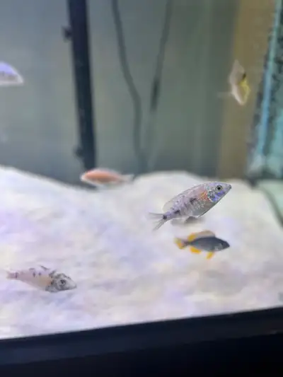 fish for sale, View more