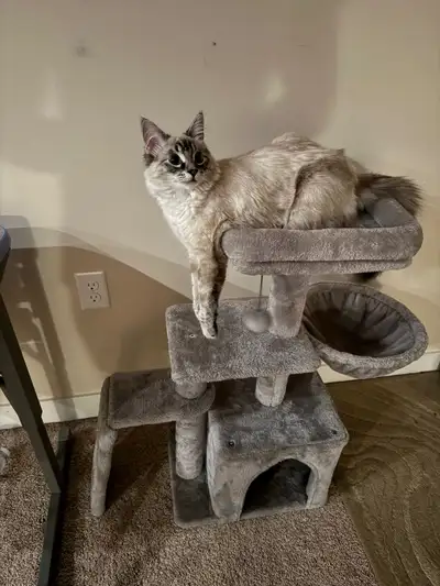 Looking for best home for her, she’s the best cat I’ve ever had very well mannered nice and affectio...