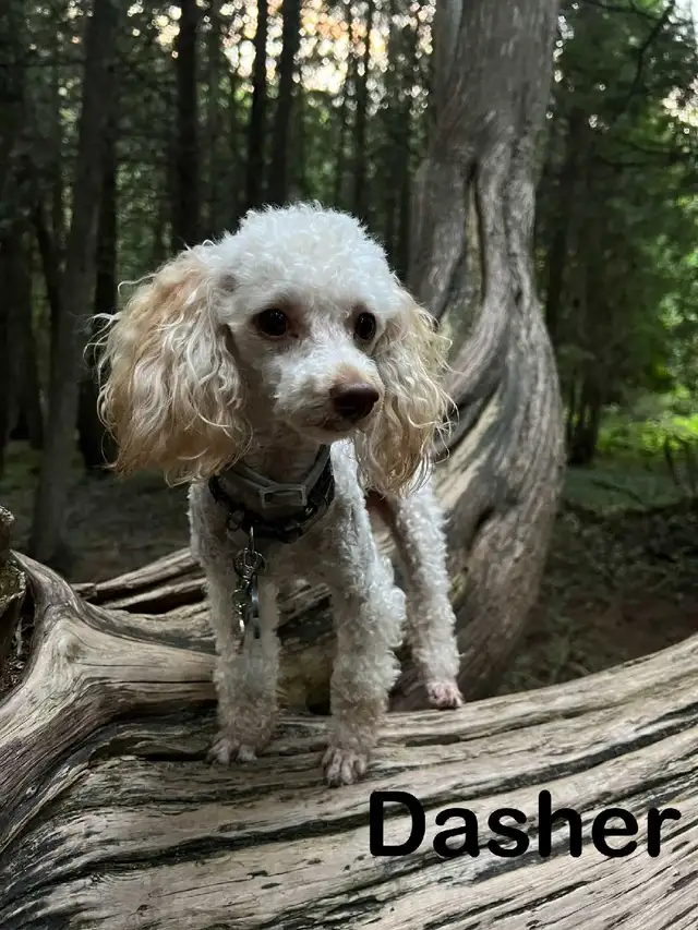 GROOMING AVAILABLE 520784351561656325