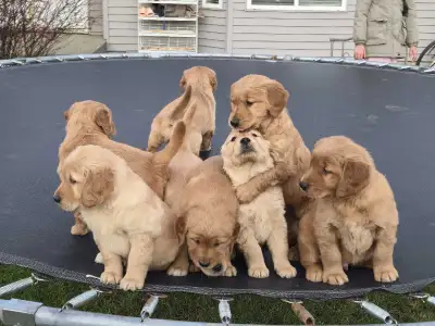 adorable purebred golden retriever puppies, View more