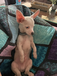 Chihuahua-Roscoe 