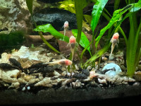 Albino and Black Bristlenose Plecos (Juveniles) available 3/$5