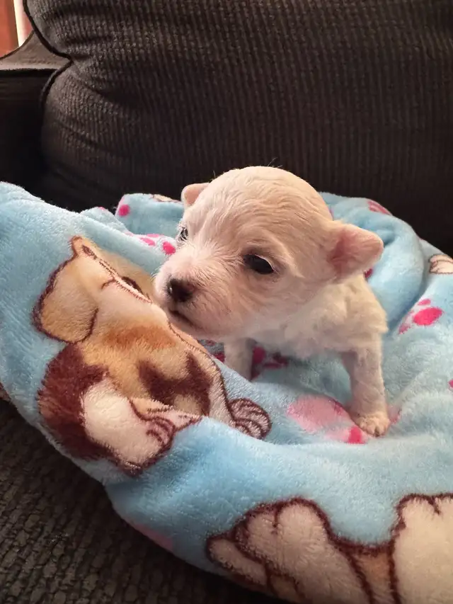 Purebred Maltese Puppies For Sale in Dogs & Puppies for Rehoming in Oshawa / Durham Region - Image 7