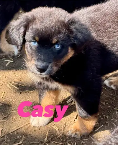 Chiots Berger Australiens, View more
