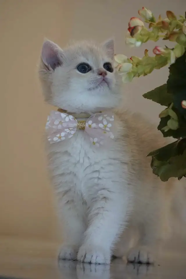 Purebred British shorthair kittens TICA. . in Cats & Kittens for Rehoming in City of Montréal - Image 9