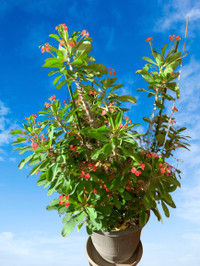 Crown Of Thorns Plant succulents cacti houseplant indoor plant