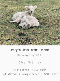 Registered Babydoll Lambs