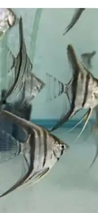 Dantum angelfish