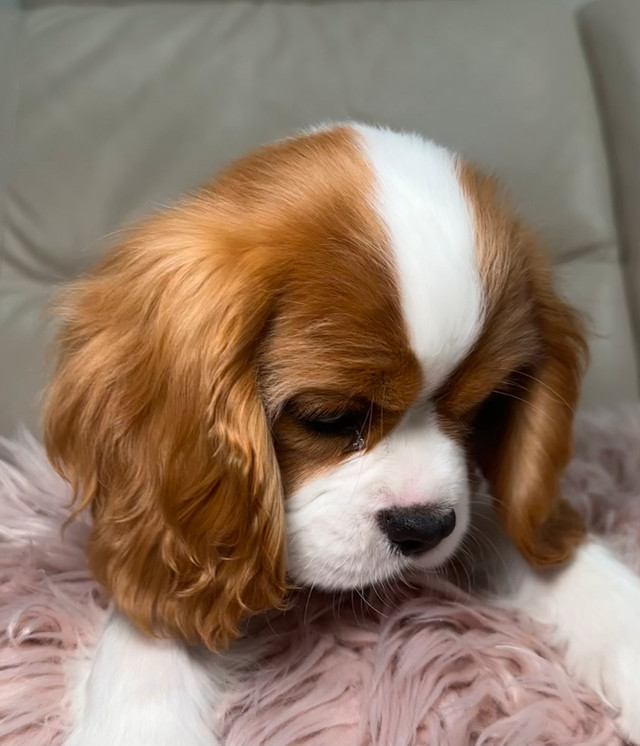 Boy Cavalier King Charles Spaniel, European registration in Dogs & Puppies for Rehoming in Markham / York Region - Image 3