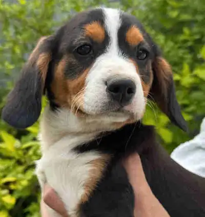 Puppies are ready now for cuddles. Come and pick yours today. Happy Meadows Mountain Dogs brings you...