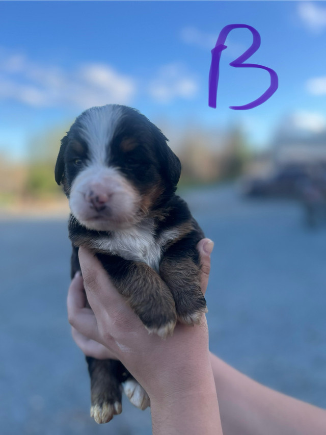 Purebred Bernese Mountain puppies in Dogs & Puppies for Rehoming in North Bay - Image 4
