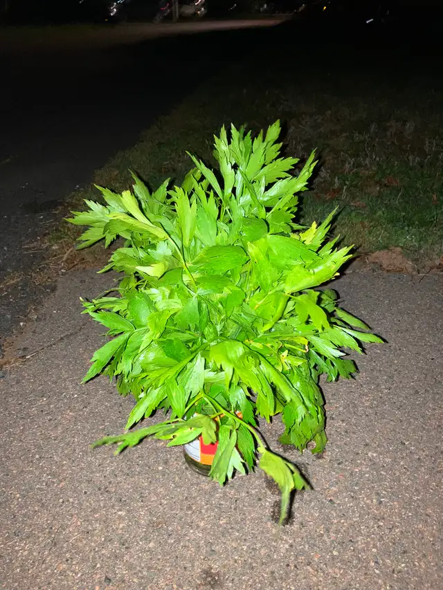 Organic lovage (livèche)