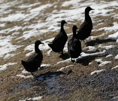 Cayuga and CayugaX hatching eggs, View more