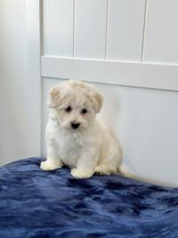 Adorable Maltipoo Puppies Ready For Loving Homes
