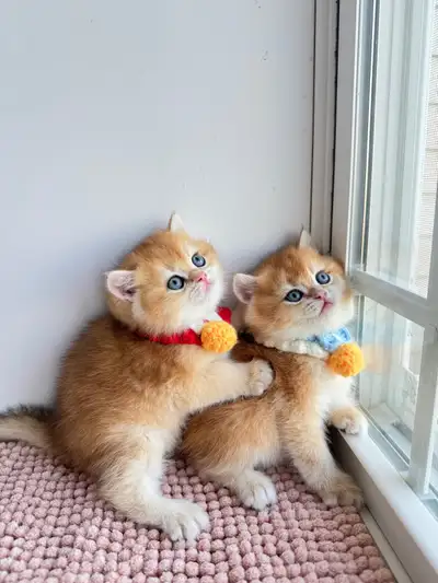 Registered cattery located in Halifax. These adorable British Shorthair kittens are eagerly searchin...