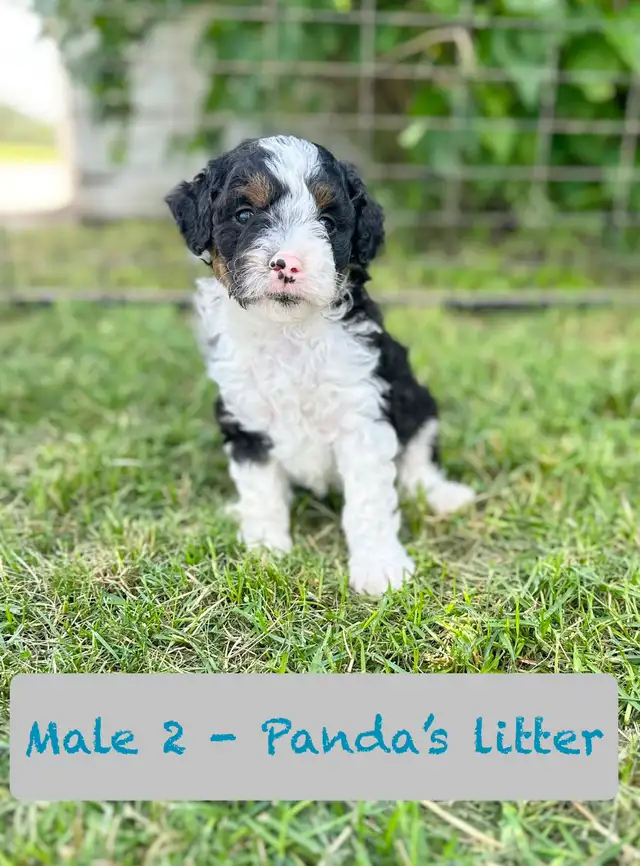 Aussie-Sheepadoodle puppies in Dogs & Puppies for Rehoming in Calgary - Image 2