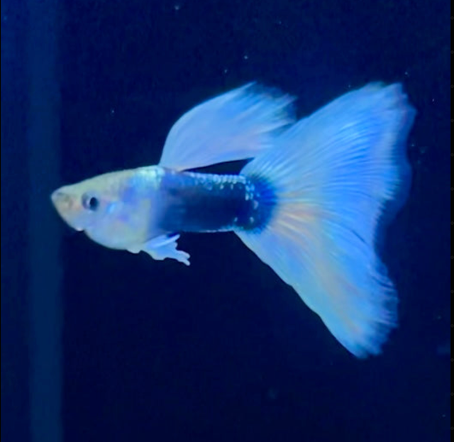 Elevate Your Tank with Quality Guppies in Fish for Rehoming in Richmond - Image 9