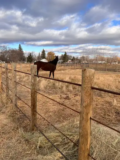 218A, currently Hay/pasture Land, Indoor Horse Arena, pens, stalls, tack room, water tank piped in ,...