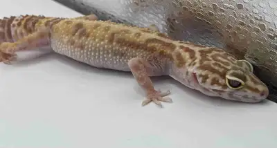 tremp albino het blizzard leopard gecko, View more