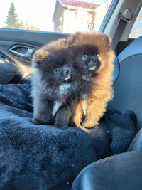Purebred Pomeranian Puppies- Add Expires April 1st