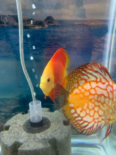 Very beautiful Juvinile female Red Pigeon discus for sale $65obo approx 4+ inch in size.' Will make...