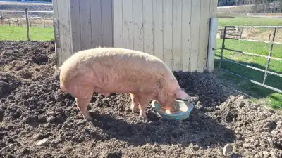 Berkshire X Landrace Boar, View more