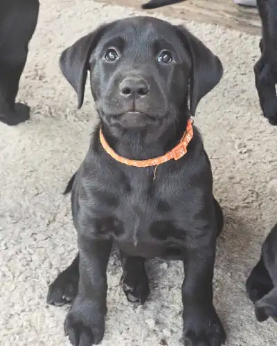 ONLY 4 LEFT.... 3 FEMALE 1 MALE. This litter was 3 years in the making, and we are thrilled to offer...