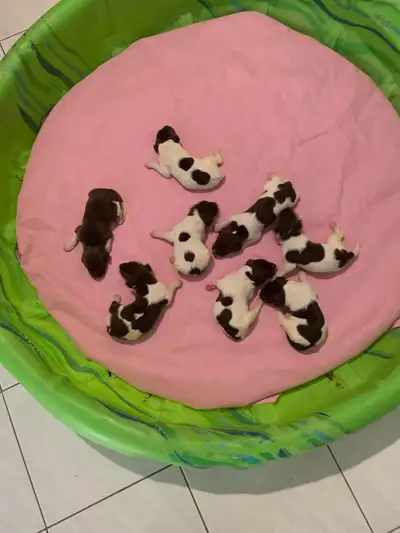 German Shorthaired Pointer  ( GSP ). CKC  Registered puppies !, View more