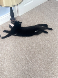 URGENT REHOME Black cat for free!