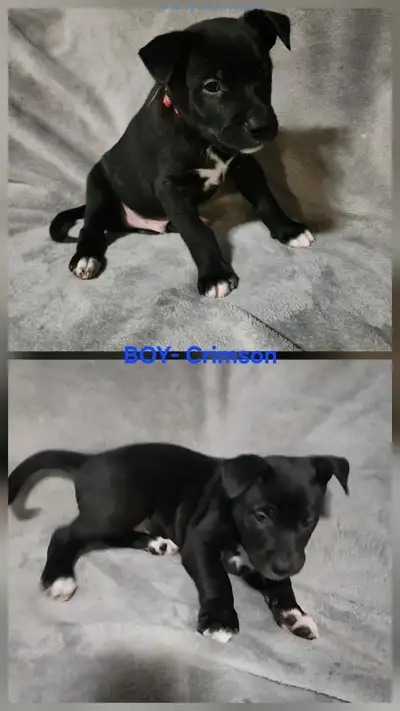 Xmas Puppies, View more