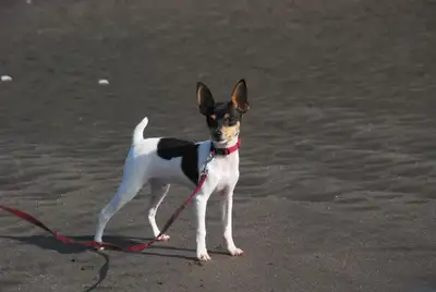 Rare: Registered TayField Toy Fox Terriers, View more
